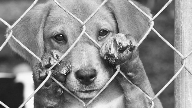 Un chiot regarde la caméra, les yeux tristes.