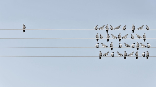 Un oiseau est à l'écart du groupe sur un fil électrique.