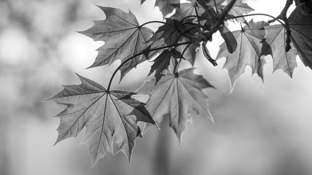 Photo noir et blanc de feuillages d'automne
