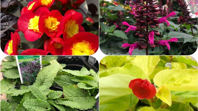 Les fleurs du printemps
