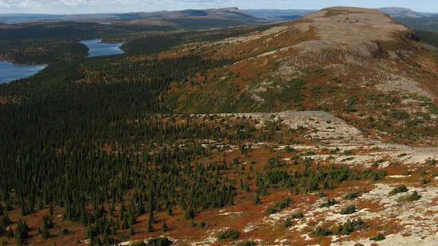 Paysage en montagne, avec la flore nordique