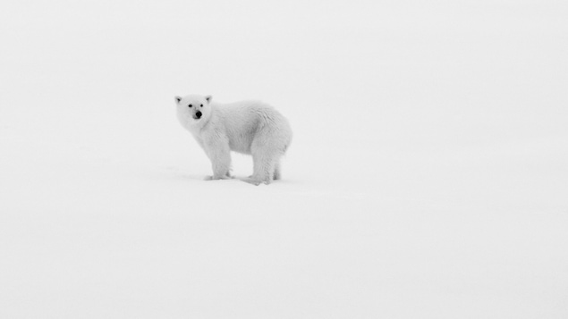 Un jeune ours polaire est seul en Arctique.
