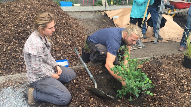 Un homme qui plante un arbuste sous le regard d'une femme.