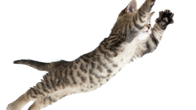 Un chaton s'élance dans le vide.