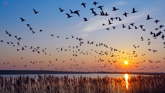 Des oies en plein vol devant un coucher de soleil.