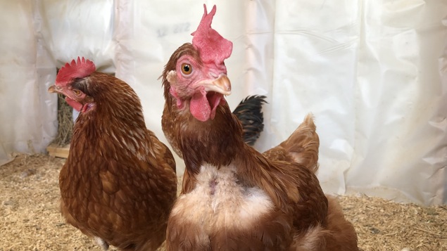 Des Poules à Lécole Lheure De Pointe Acadie