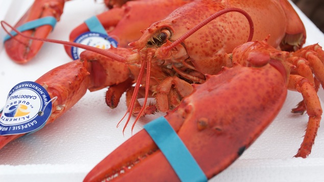 Un homard cuit de la Gaspésie