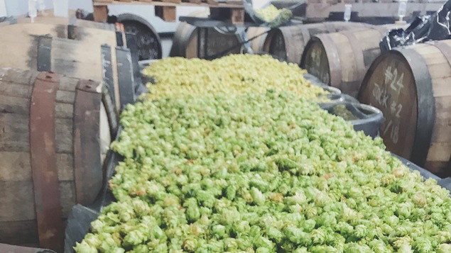 Du houblon frais est étendu sur une longe table, entourée de barils.