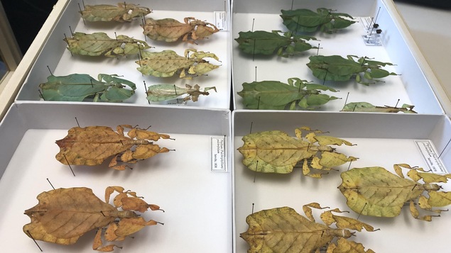 De gros insectes ressemblant à des feuilles épinglés dans des boîtes.