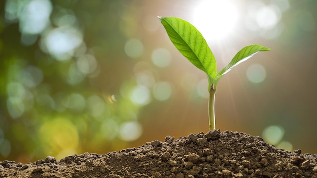 Une jeune plante émerge de la terre lors d'un matin printanier.