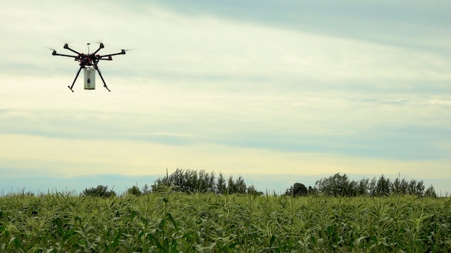 Un drone qui jette des petites guêpes dans un champ.