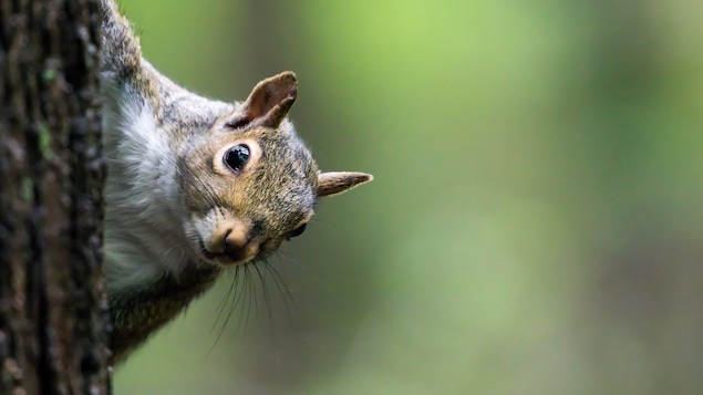 Un écureuil qui se cache le corps derrière un arbre, et qui regarde vers nous.