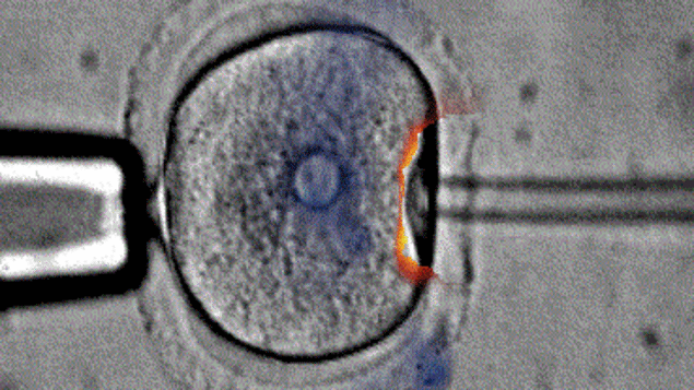 Animation d'une cellule vivante.