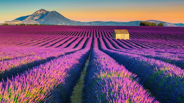 Un champ mauve ou s'enligne les plans de lavande. Une petite cabane est au milieu du champ et des montagnes sont à l'horizon.