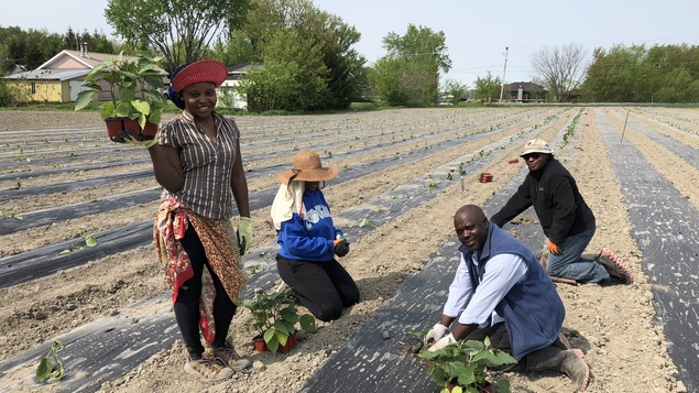 Deux femmes et deux hommes d'origine congolaise en train de planter des légumes dans un champ.