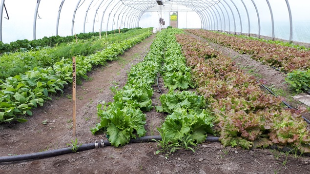 Les serres de la ferme Sanders de Compton