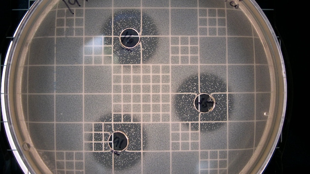 Une plaquette de laboratoire où on voit une bactérie lactique de moule bleue.