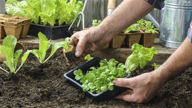 Plantation d'un jardin