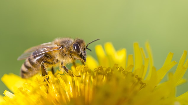 Une abeille se pose sur une fleur.