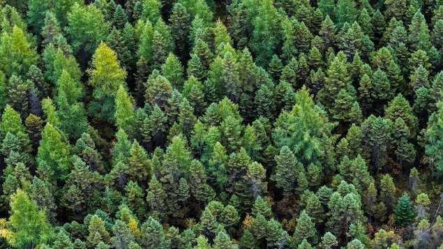 L'intelligence chez l'arbre, un concept à utiliser avec précaution | Moteur de recherche