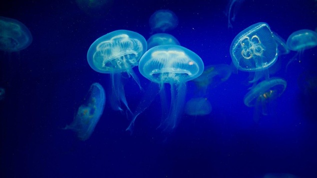 Méduses dans les abysses