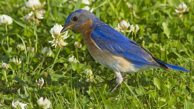 merle bleu