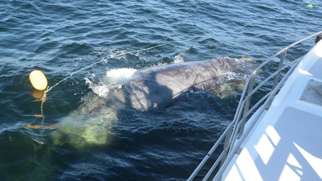 Une baleine empêtrée dans de l'équipement de pêche a été sauvée le 5 juillet à l'est de Shippagan.