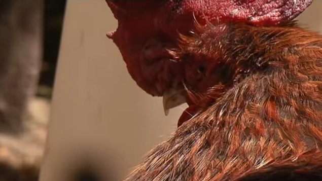 Une photo du coq Maurice pris d'un reportage de France 3