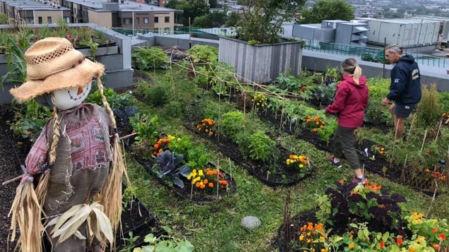 Un potager sur un toit au centre-ville de Québec, en avant-plan, un épouvantail