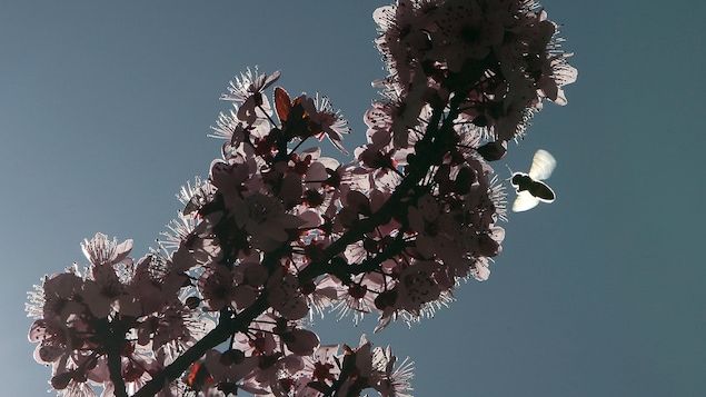 Une abeille butine les fleurs d'un arbre sous un ciel bleu, par une belle journée de printemps.