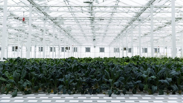 Des plants de chou frisé poussent dans les l'une des serres des Fermes Lufa, à Montréal