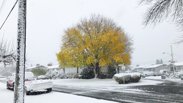 Un arbre aux feuilles jaune devant une maison et paysage enneigé