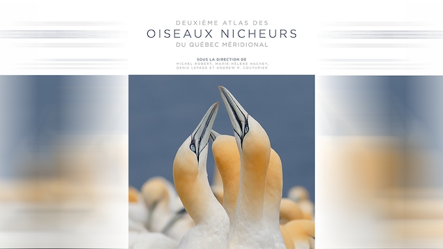 Page couverture du <i>Deuxième atlas des oiseaux nicheurs du Québec méridional</i>, publié par le Regroupement QuébecOiseaux.