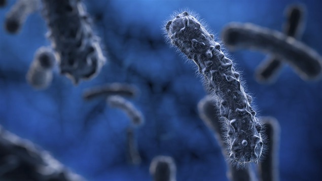 Des bactéries au microscope