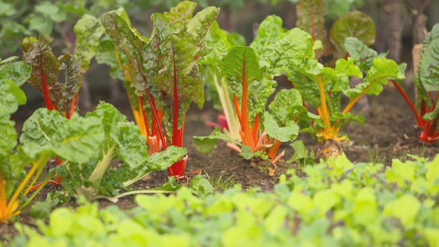Des plants de bette à carde.