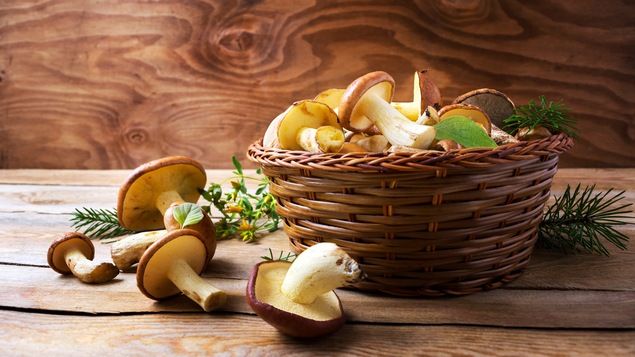 Des champignons sauvages