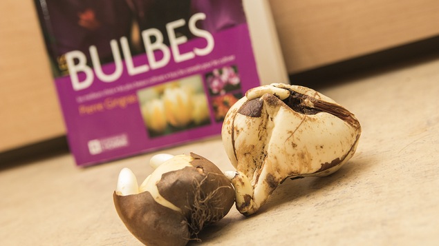 Des bulbes