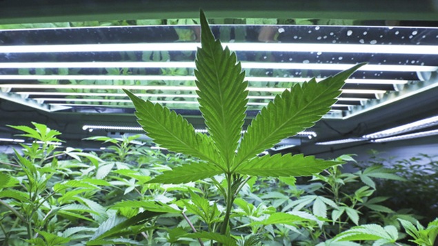 Des plants de cannabis dans une serre.