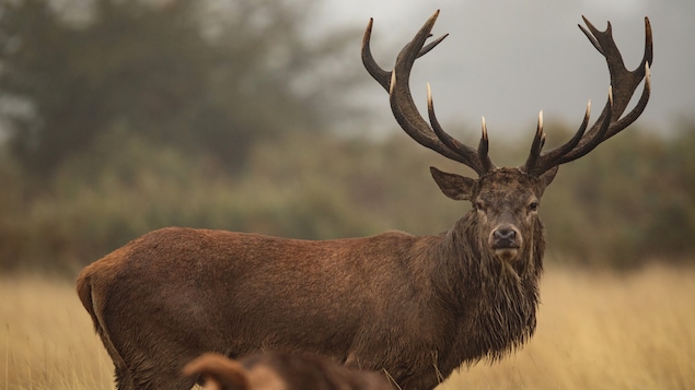 Un cerf rouge observe la caméra.