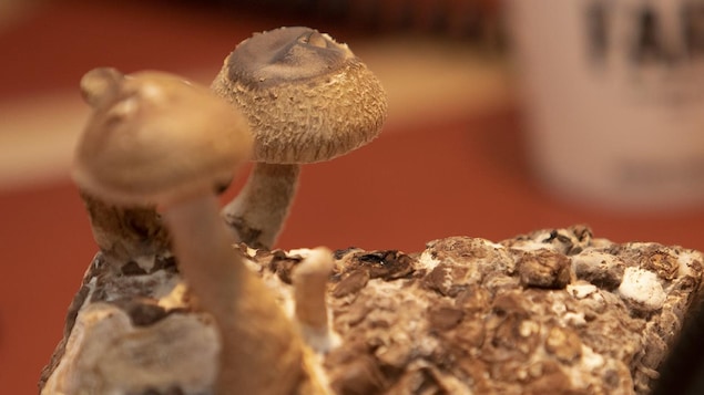 Le fruit des récoltes d'un ensemble pour faire pousser des champignons soi-même.