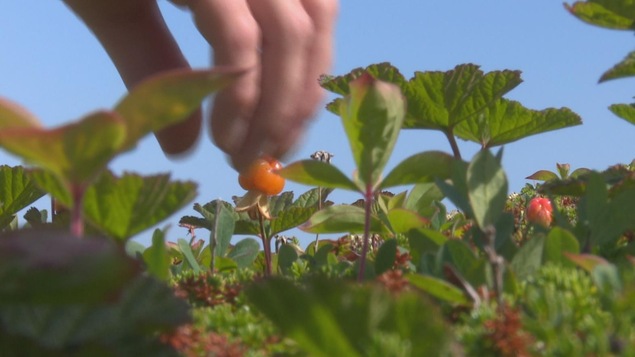 Une main s'apprête à cueillir un fruit de chicoutai sur un plant.
