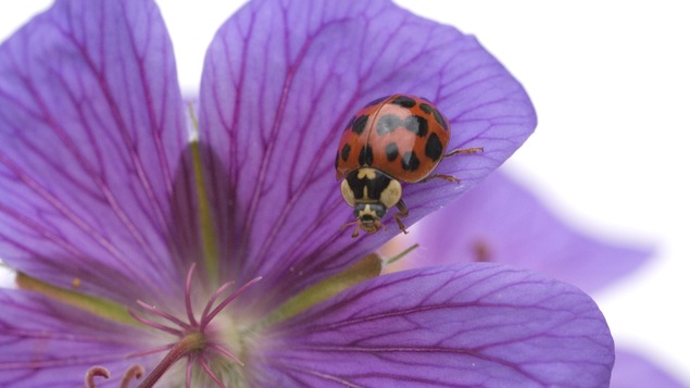 Une coccinelle asiatique sur une fleur