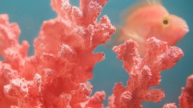 La couleur de l'année 2019, selon Pantone : corail vivant.