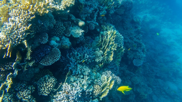 Un poisson passe devant des coraux.