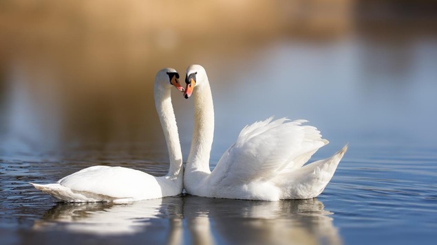 Deux cygnes sur un lac.