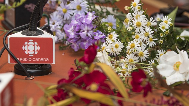 Le phlox, l’aster Starshine, le rosier flower carpet rouge et l’anémone japonaise Honorine Jobert.