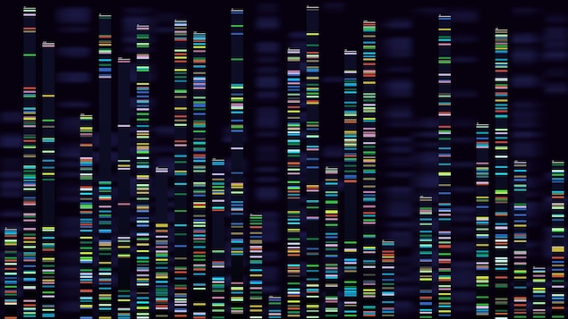 Représentation visuelle d'un genome.