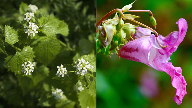 L'alliaire officinale, à gauche, et l'impatiente de l'Himalaya, à droite