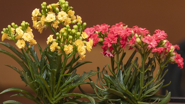 Deux plants de kalanchoe.