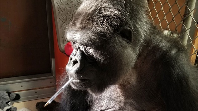 Le gorille Koko avec un crayon dans la bouche.